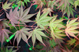 - Acer shirasawanum x palmatum 'Red Dawn' Japanese Maple - Mr Maple │ Buy Japanese Maple Trees