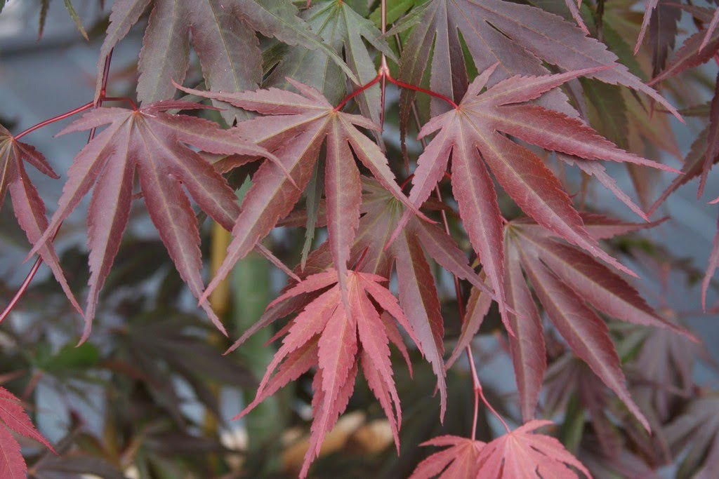 hira♪ sramxdr-min_2048x2048.png?v=