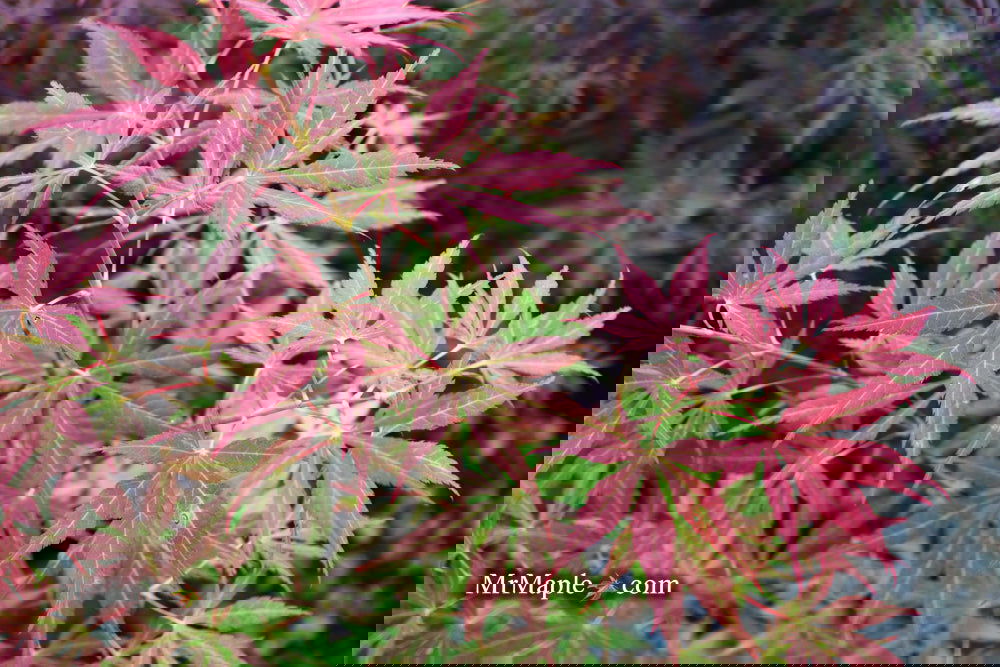 Buy Acer sieboldianum 'Ingolstadt' Japanese Maple — Mr Maple