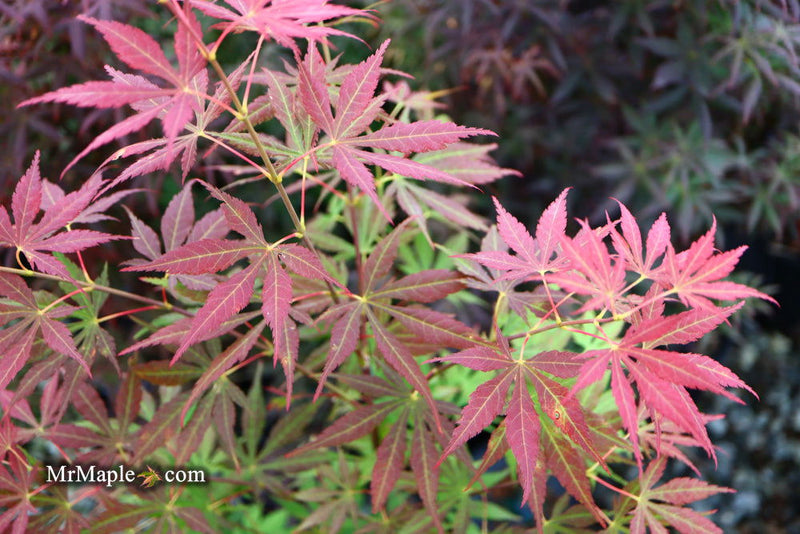 - Acer sieboldianum 'Ingolstadt' Rare Japanese Maple - Mr Maple │ Buy Japanese Maple Trees