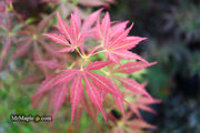- Acer sieboldianum 'Ingolstadt' Rare Japanese Maple - Mr Maple │ Buy Japanese Maple Trees