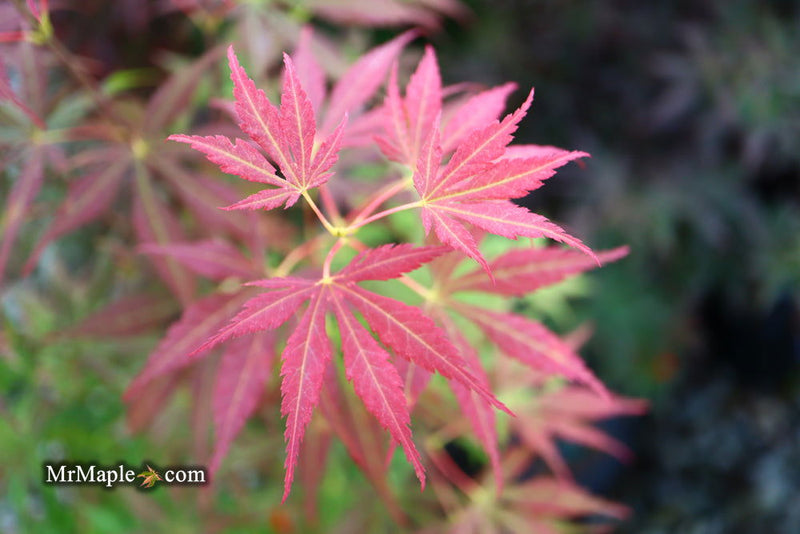 - Acer sieboldianum 'Ingolstadt' Rare Japanese Maple - Mr Maple │ Buy Japanese Maple Trees
