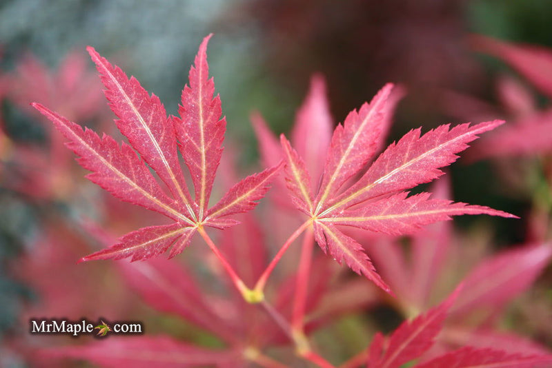 - Acer sieboldianum 'Ingolstadt' Rare Japanese Maple - Mr Maple │ Buy Japanese Maple Trees