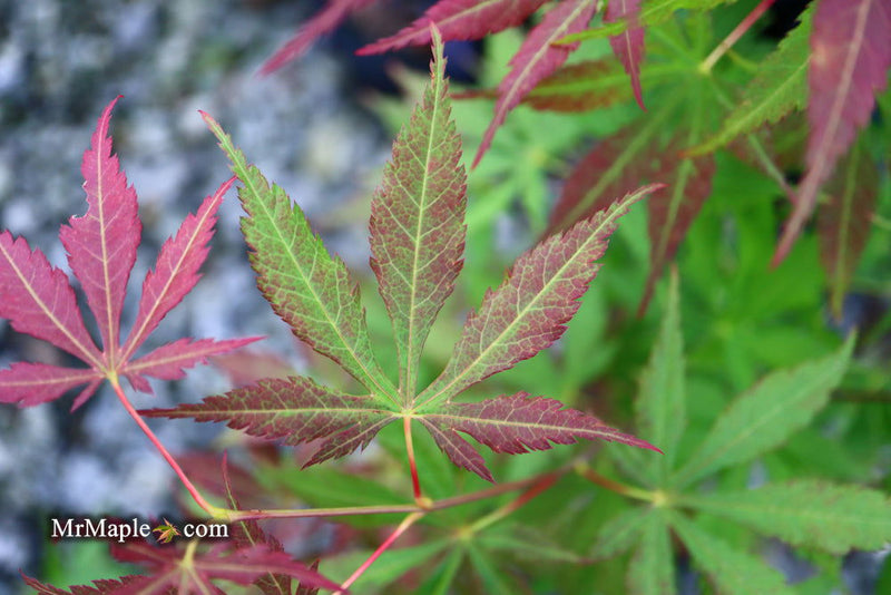 - Acer sieboldianum 'Ingolstadt' Rare Japanese Maple - Mr Maple │ Buy Japanese Maple Trees