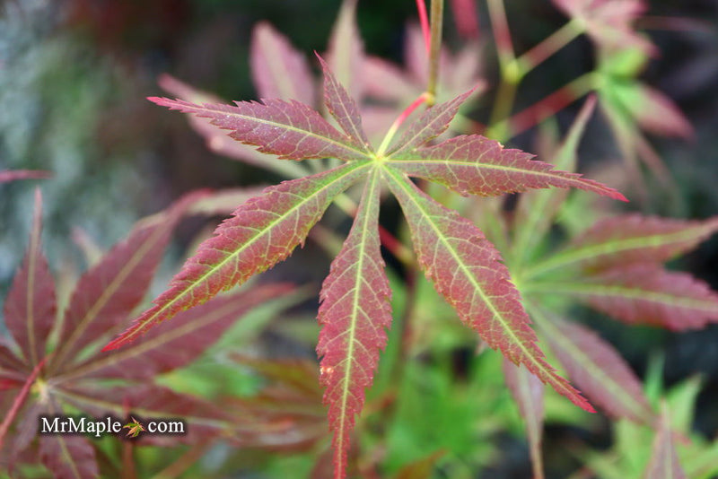 - Acer sieboldianum 'Ingolstadt' Rare Japanese Maple - Mr Maple │ Buy Japanese Maple Trees