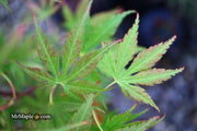 - Acer sieboldianum 'Ingolstadt' Rare Japanese Maple - Mr Maple │ Buy Japanese Maple Trees