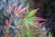 - Acer sieboldianum 'Ingolstadt' Rare Japanese Maple - Mr Maple │ Buy Japanese Maple Trees