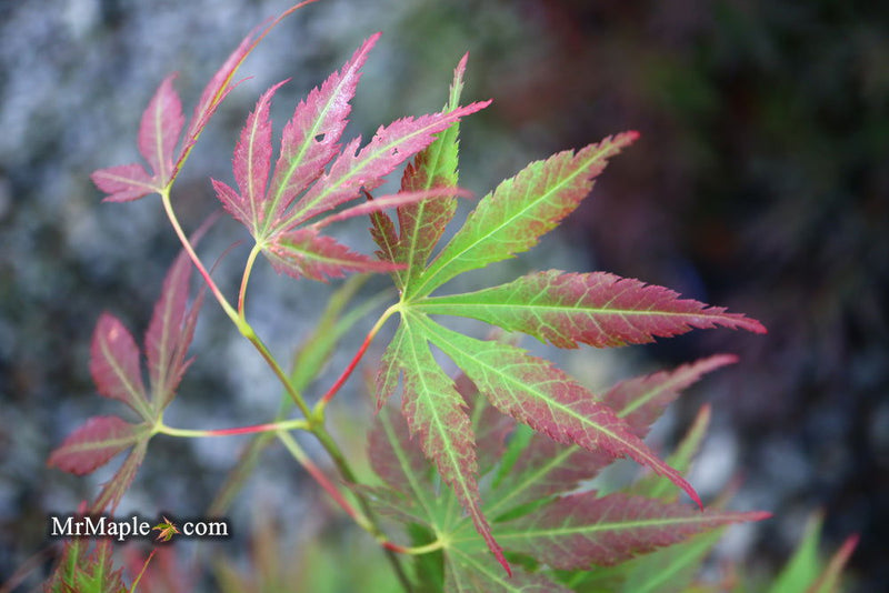 - Acer sieboldianum 'Ingolstadt' Rare Japanese Maple - Mr Maple │ Buy Japanese Maple Trees