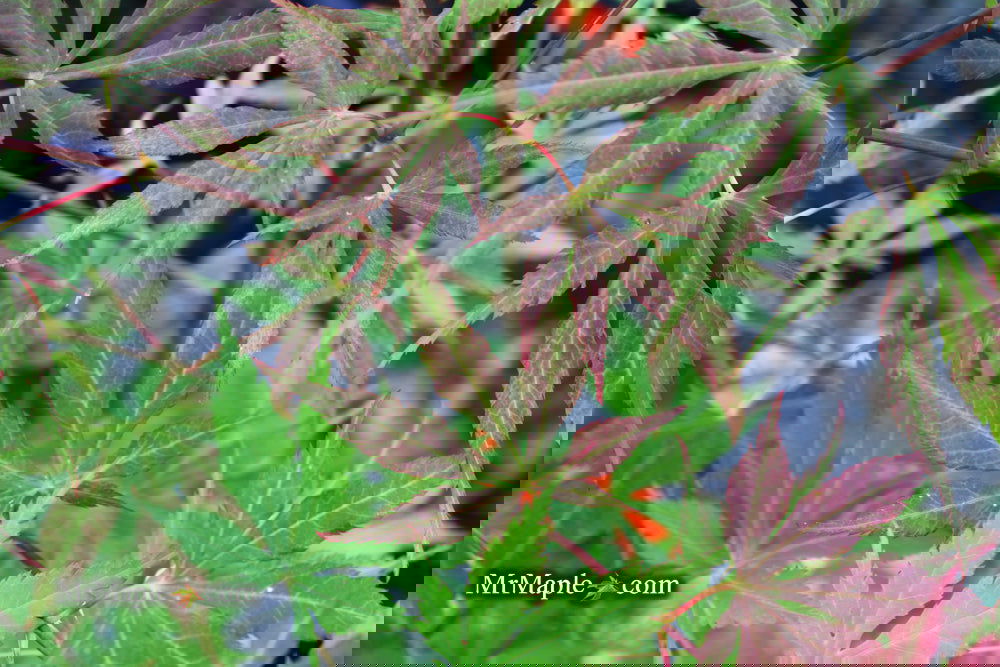 Buy Acer sieboldianum 'Ingolstadt' Japanese Maple — Mr Maple