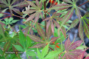 - Acer sieboldianum 'Ingolstadt' Rare Japanese Maple - Mr Maple │ Buy Japanese Maple Trees