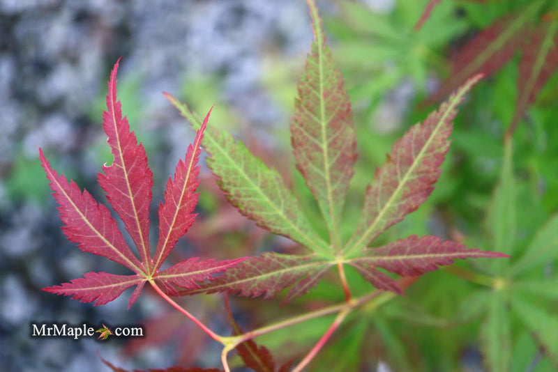 - Acer sieboldianum 'Ingolstadt' Rare Japanese Maple - Mr Maple │ Buy Japanese Maple Trees