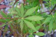 - Acer sieboldianum 'Ingolstadt' Rare Japanese Maple - Mr Maple │ Buy Japanese Maple Trees