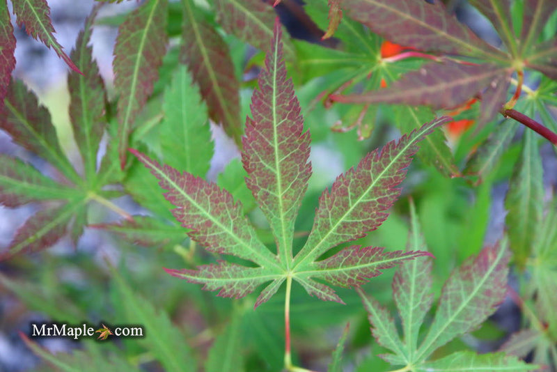 - Acer sieboldianum 'Ingolstadt' Rare Japanese Maple - Mr Maple │ Buy Japanese Maple Trees