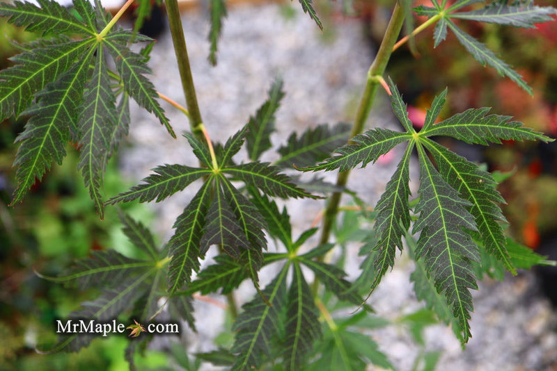 - Acer sieboldianum 'Ingolstadt' Rare Japanese Maple - Mr Maple │ Buy Japanese Maple Trees