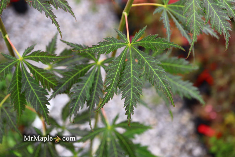 - Acer sieboldianum 'Ingolstadt' Rare Japanese Maple - Mr Maple │ Buy Japanese Maple Trees