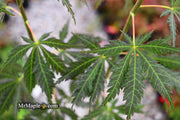 - Acer sieboldianum 'Ingolstadt' Rare Japanese Maple - Mr Maple │ Buy Japanese Maple Trees