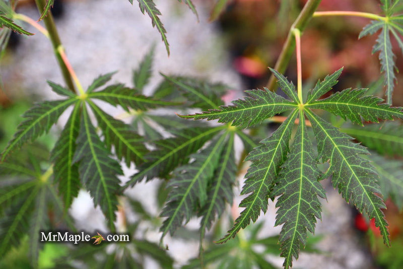 - Acer sieboldianum 'Ingolstadt' Rare Japanese Maple - Mr Maple │ Buy Japanese Maple Trees