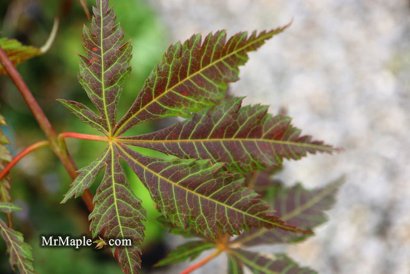 - Acer sieboldianum 'Ingolstadt' Rare Japanese Maple - Mr Maple │ Buy Japanese Maple Trees