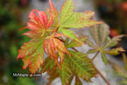 - Acer sieboldianum 'Ingolstadt' Rare Japanese Maple - Mr Maple │ Buy Japanese Maple Trees