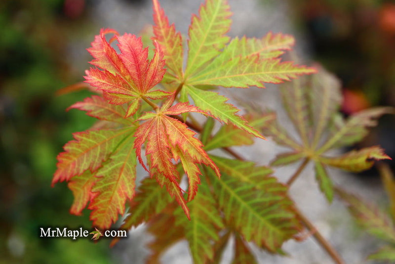 - Acer sieboldianum 'Ingolstadt' Rare Japanese Maple - Mr Maple │ Buy Japanese Maple Trees