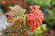 - Acer sieboldianum 'Ingolstadt' Rare Japanese Maple - Mr Maple │ Buy Japanese Maple Trees