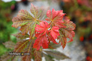 - Acer sieboldianum 'Ingolstadt' Rare Japanese Maple - Mr Maple │ Buy Japanese Maple Trees