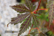 - Acer sieboldianum 'Ingolstadt' Rare Japanese Maple - Mr Maple │ Buy Japanese Maple Trees