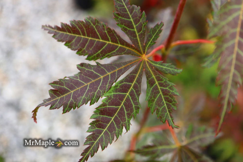 - Acer sieboldianum 'Ingolstadt' Rare Japanese Maple - Mr Maple │ Buy Japanese Maple Trees