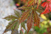 - Acer sieboldianum 'Ingolstadt' Rare Japanese Maple - Mr Maple │ Buy Japanese Maple Trees