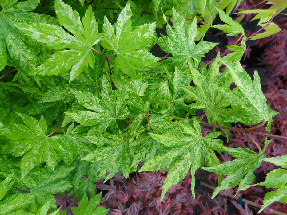 - Acer sieboldianum 'Kumoi nishiki' Variegated Full Moon Japanese Maple - Mr Maple │ Buy Japanese Maple Trees