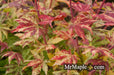 - Acer sieboldianum 'Kumoi nishiki' Variegated Full Moon Japanese Maple - Mr Maple │ Buy Japanese Maple Trees