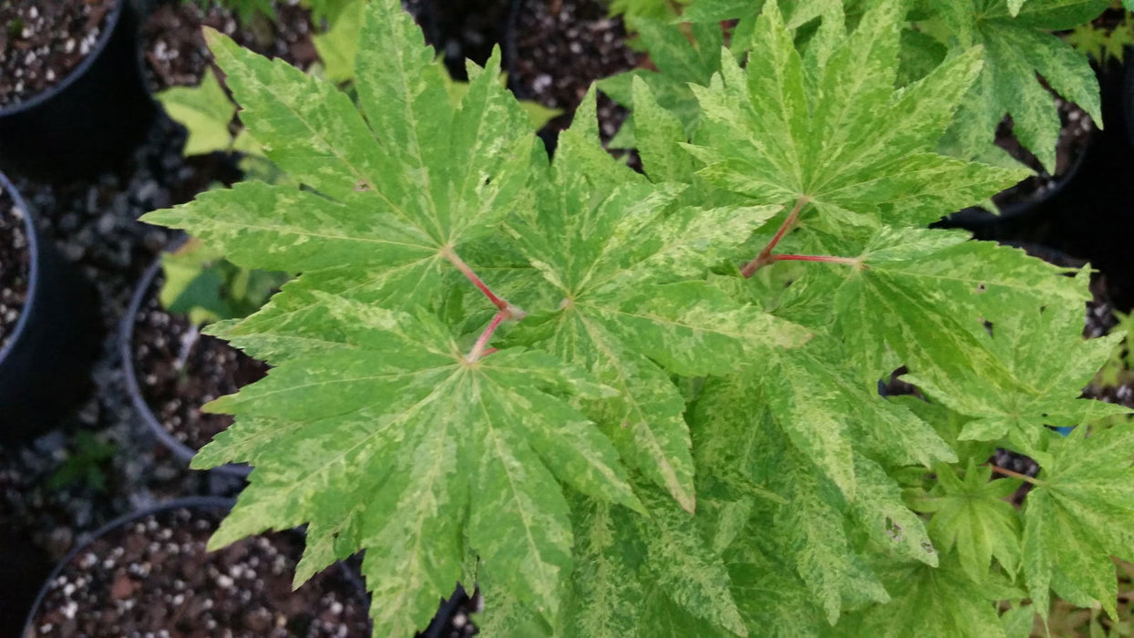 - Acer sieboldianum 'Kumoi nishiki' Variegated Full Moon Japanese Maple - Mr Maple │ Buy Japanese Maple Trees