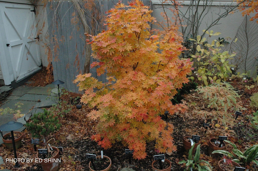 - Acer sieboldianum 'Kumoi nishiki' Variegated Full Moon Japanese Maple - Mr Maple │ Buy Japanese Maple Trees