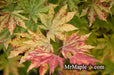 - Acer sieboldianum 'Kumoi nishiki' Variegated Full Moon Japanese Maple - Mr Maple │ Buy Japanese Maple Trees