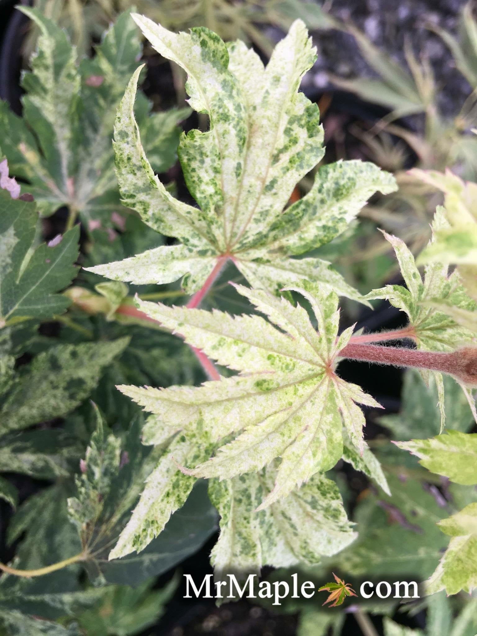 Buy Acer sieboldianum 'Kumoi nishiki' Variegated Full Moon