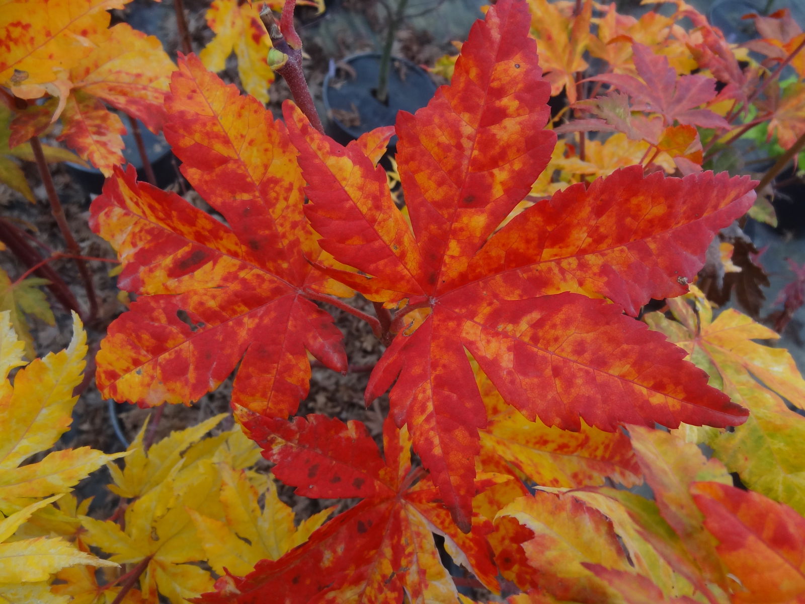 メープル様 Buy Acer sieboldianum 'Kumoi nishiki' Variegated Full Moon