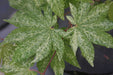 - Acer sieboldianum 'Kumoi nishiki' Variegated Full Moon Japanese Maple - Mr Maple │ Buy Japanese Maple Trees