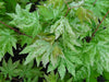 - Acer sieboldianum 'Kumoi nishiki' Variegated Full Moon Japanese Maple - Mr Maple │ Buy Japanese Maple Trees