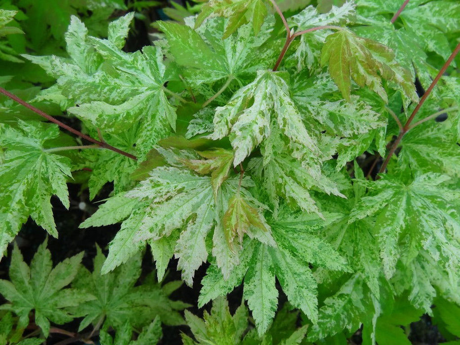 - Acer sieboldianum 'Kumoi nishiki' Variegated Full Moon Japanese Maple - Mr Maple │ Buy Japanese Maple Trees