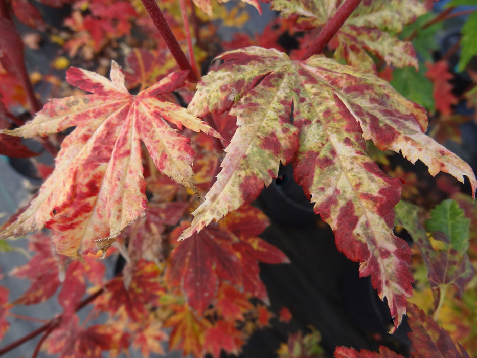 - Acer sieboldianum 'Kumoi nishiki' Variegated Full Moon Japanese Maple - Mr Maple │ Buy Japanese Maple Trees