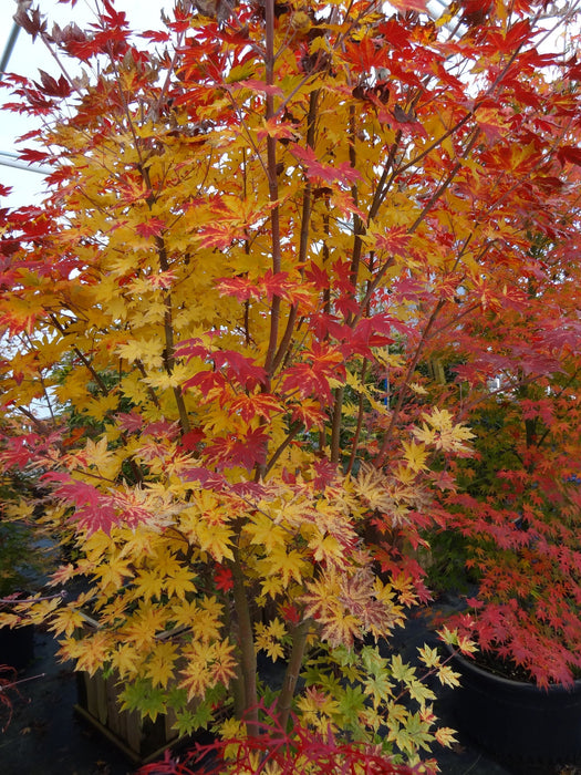 - Acer sieboldianum 'Kumoi nishiki' Variegated Full Moon Japanese Maple - Mr Maple │ Buy Japanese Maple Trees