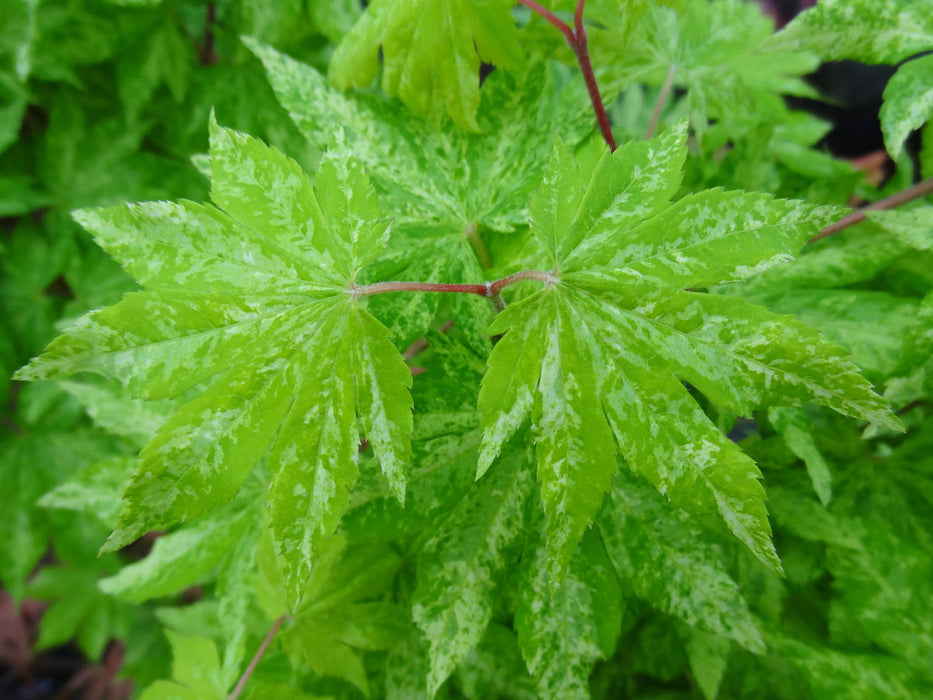 - Acer sieboldianum 'Kumoi nishiki' Variegated Full Moon Japanese Maple - Mr Maple │ Buy Japanese Maple Trees