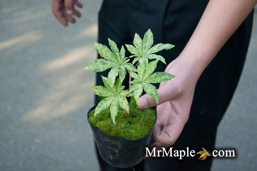 - Acer sieboldianum 'Kumoi nishiki' Variegated Full Moon Japanese Maple - Mr Maple │ Buy Japanese Maple Trees