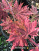 - Acer sieboldianum 'Kumoi nishiki' Variegated Full Moon Japanese Maple - Mr Maple │ Buy Japanese Maple Trees