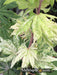 - Acer sieboldianum 'Kumoi nishiki' Variegated Full Moon Japanese Maple - Mr Maple │ Buy Japanese Maple Trees