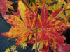 - Acer sieboldianum 'Kumoi nishiki' Variegated Full Moon Japanese Maple - Mr Maple │ Buy Japanese Maple Trees