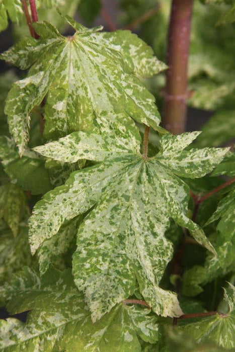 - Acer sieboldianum 'Kumoi nishiki' Variegated Full Moon Japanese Maple - Mr Maple │ Buy Japanese Maple Trees