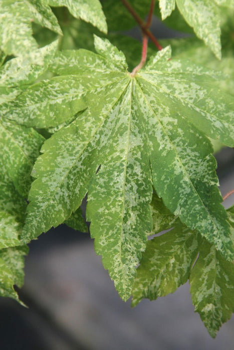 - Acer sieboldianum 'Kumoi nishiki' Variegated Full Moon Japanese Maple - Mr Maple │ Buy Japanese Maple Trees