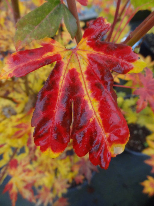 - Acer sieboldianum 'Kumoi nishiki' Variegated Full Moon Japanese Maple - Mr Maple │ Buy Japanese Maple Trees