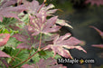 - Acer sieboldianum 'Kumoi nishiki' Variegated Full Moon Japanese Maple - Mr Maple │ Buy Japanese Maple Trees